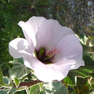 Photographie n°115873 du taxon Malva wigandii (Alef.) M.F.Ray [1998]