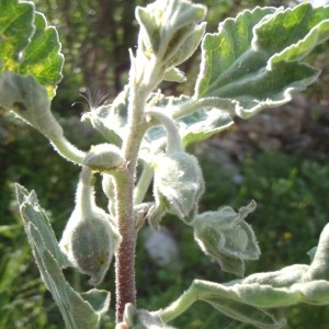 Photographie n°115878 du taxon Malva wigandii (Alef.) M.F.Ray [1998]