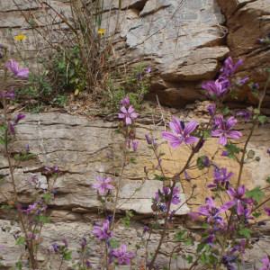 Photographie n°115881 du taxon Malva dendromorpha M.F.Ray [1998]