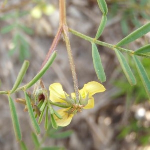 Photographie n°115888 du taxon Hippocrepis ciliata Willd. [1808]