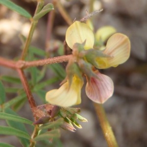 Photographie n°115890 du taxon Hippocrepis ciliata Willd. [1808]