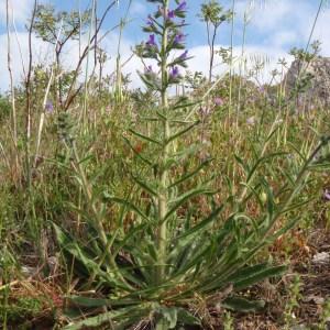 Photographie n°115896 du taxon Echium vulgare L. [1753]