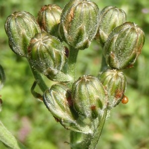 Photographie n°115903 du taxon Crepis nicaeensis Balb. [1807]