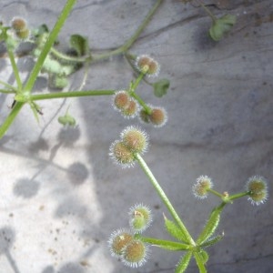 Photographie n°115909 du taxon Galium aparine L. [1753]