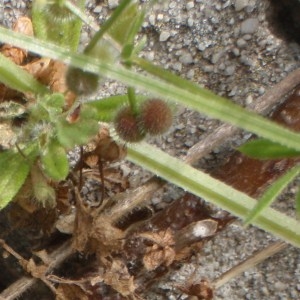 Photographie n°115910 du taxon Galium aparine L. [1753]