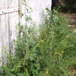 Photographie n°115913 du taxon Sisymbrium officinale (L.) Scop. [1772]