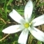  Julien CHAMP - Ornithogalum umbellatum L.