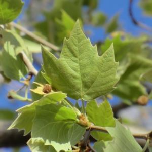 Photographie n°115925 du taxon Platanus x hispanica Mill. ex Münchh. [1770]