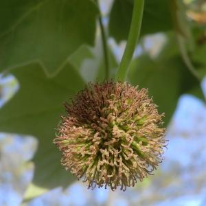Platanus ×acerifolia (Aiton) Willd. (Platane)