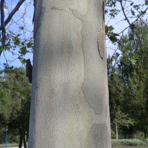 Photographie n°115944 du taxon Platanus x hispanica Mill. ex Münchh. [1770]