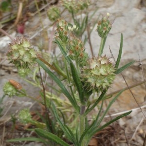 Photographie n°115954 du taxon Valerianella discoidea (L.) Loisel. [1810]