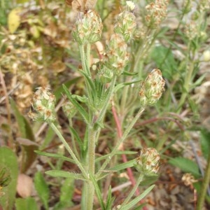 Photographie n°115958 du taxon Plantago afra L. [1762]