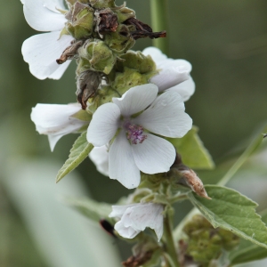 Photographie n°115959 du taxon Althaea officinalis L. [1753]