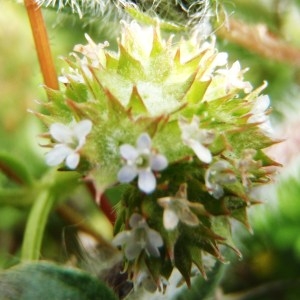 Photographie n°115960 du taxon Valerianella discoidea (L.) Loisel. [1810]