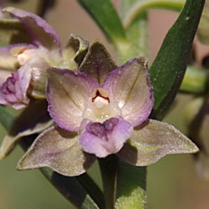 Epipactis purpurea Holandre (Épipactis pourpre noirâtre)