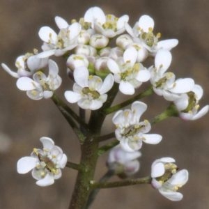 Teesdalia coronopifolia (J.P.Bergeret) Thell. (Téesdalie corne-de-cerf)