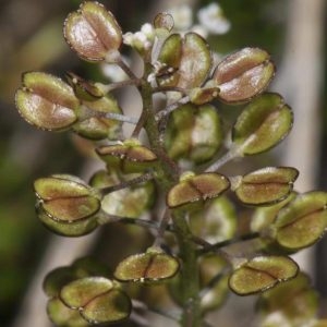  - Teesdalia coronopifolia (J.P.Bergeret) Thell. [1912]