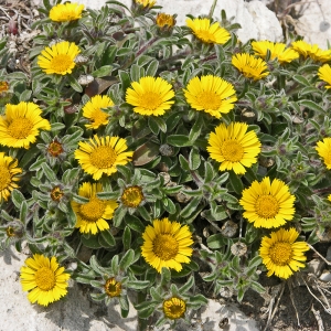Photographie n°115993 du taxon Pallenis maritima (L.) Greuter [1997]