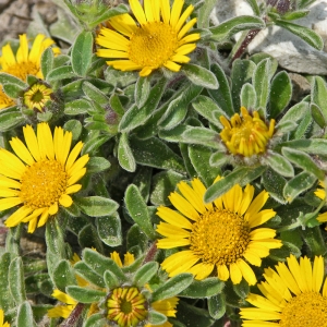 Photographie n°115994 du taxon Pallenis maritima (L.) Greuter [1997]