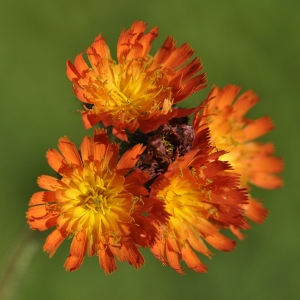 Photographie n°115999 du taxon Hieracium aurantiacum L. [1753]