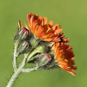 Photographie n°116000 du taxon Hieracium aurantiacum L. [1753]