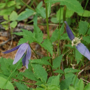 Photographie n°116006 du taxon Clematis alpina (L.) Mill. [1768]