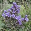  Jean-Claude Ernewein - Gentianella campestris (L.) Börner