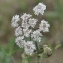  Jean-Claude Ernewein - Heracleum sphondylium L. [1753]