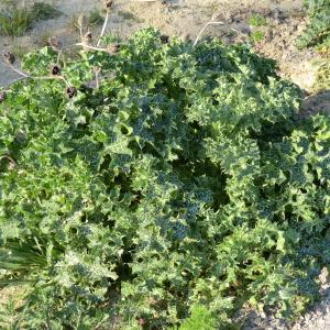 Photographie n°116056 du taxon Silybum marianum (L.) Gaertn. [1791]