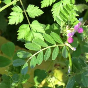 Photographie n°116087 du taxon Vicia sativa L. [1753]