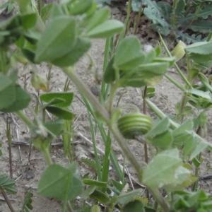 Photographie n°116088 du taxon Medicago scutellata (L.) Mill. [1768]