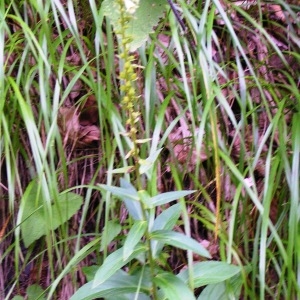 Photographie n°116093 du taxon Digitalis lutea L.