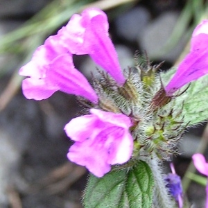 Photographie n°116102 du taxon Clinopodium vulgare L.