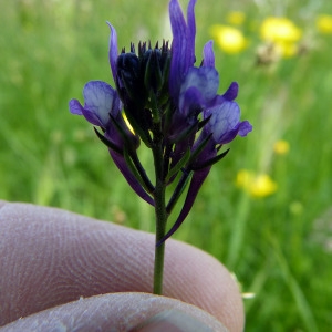 Photographie n°116116 du taxon Linaria pelisseriana (L.) Mill. [1768]