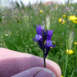 Photographie n°116117 du taxon Linaria pelisseriana (L.) Mill. [1768]