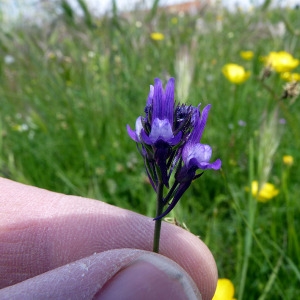 Photographie n°116118 du taxon Linaria pelisseriana (L.) Mill. [1768]