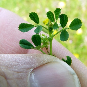 Photographie n°116124 du taxon Medicago laciniata (L.) Mill. [1768]