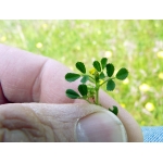 Medicago monantha Blatt. (Luzerne laciniée)