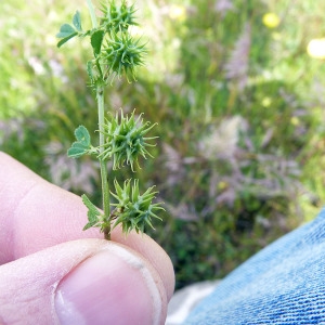 Photographie n°116128 du taxon Medicago laciniata (L.) Mill. [1768]