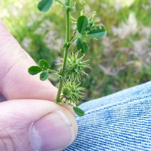  - Medicago laciniata (L.) Mill. [1768]