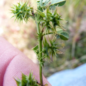  - Medicago laciniata (L.) Mill. [1768]