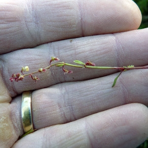 Photographie n°116138 du taxon Rumex bucephalophorus L. [1753]