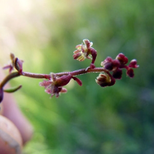 Photographie n°116139 du taxon Rumex bucephalophorus L. [1753]