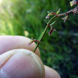 Photographie n°116140 du taxon Rumex bucephalophorus L. [1753]