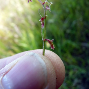 Photographie n°116141 du taxon Rumex bucephalophorus L. [1753]