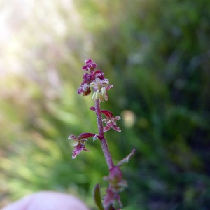 Photographie n°116143 du taxon Rumex bucephalophorus L. [1753]