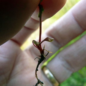 Photographie n°116144 du taxon Rumex bucephalophorus L. [1753]