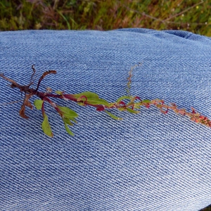 Photographie n°116145 du taxon Rumex bucephalophorus L. [1753]