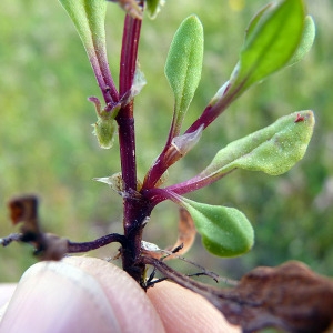 Photographie n°116146 du taxon Rumex bucephalophorus L. [1753]