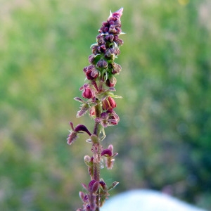 Photographie n°116147 du taxon Rumex bucephalophorus L. [1753]